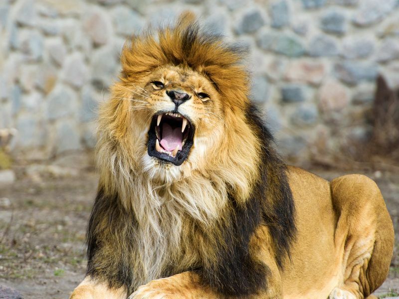 Hermoso león poderoso rugiendo