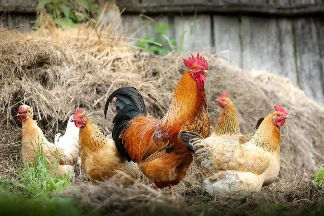 अंडे-सौम्य तथ्य: मुर्गियां अंडे कब देना शुरू करती हैं?