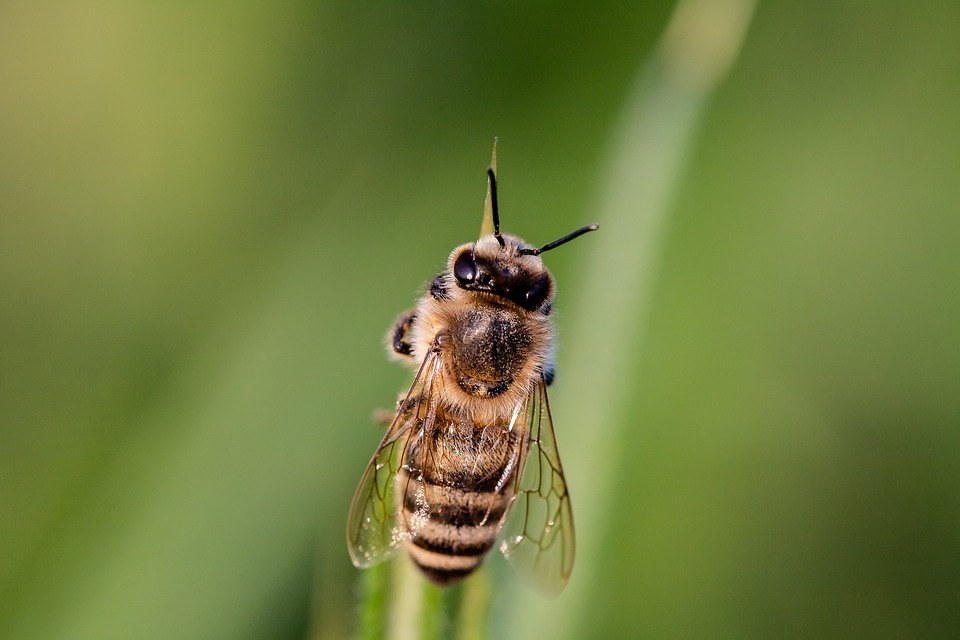Пчела - одно из самых распространенных насекомых-опылителей.