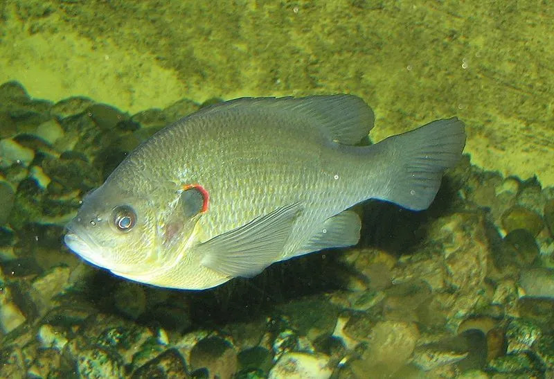 Øreklaffen til denne fisken er en av de mest karakteristiske egenskapene.