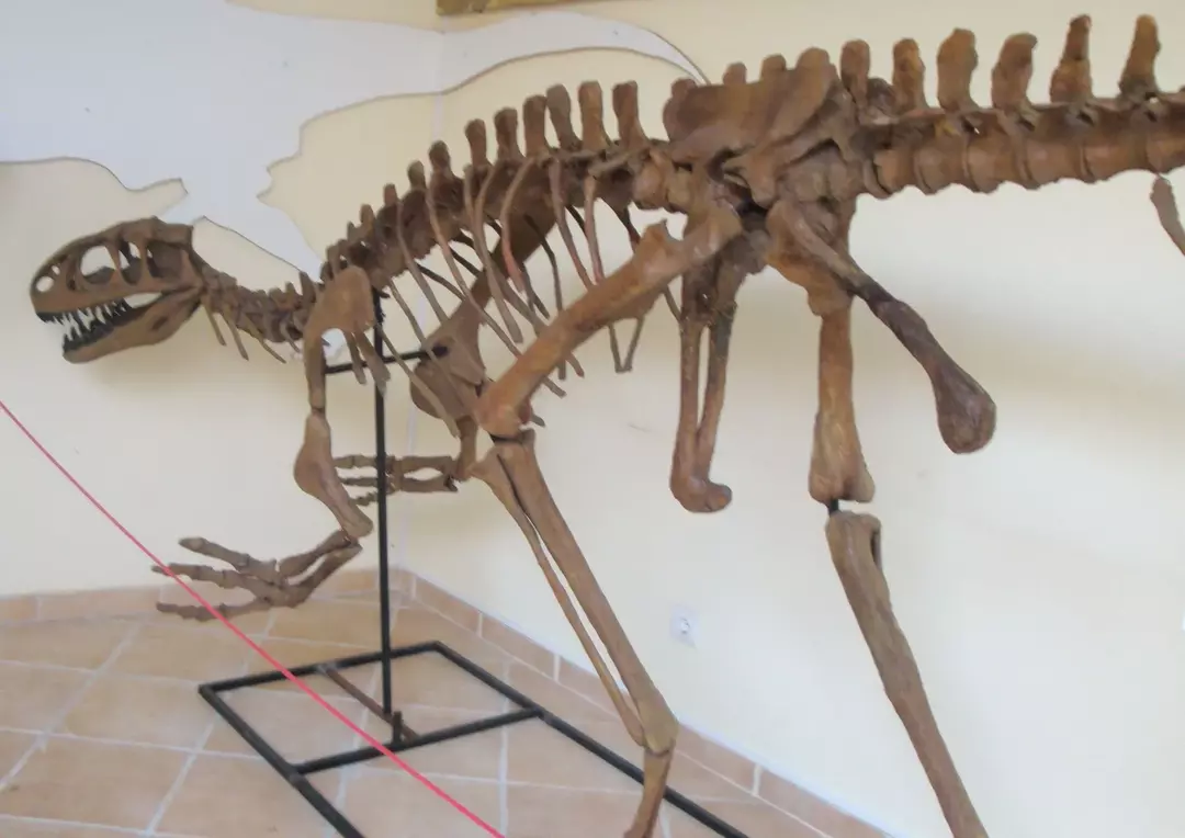 Lourinhanosaurus gerçeklerini bilmek, yeni dinozor türleri hakkında bilgi edinmeye yardımcı olur.