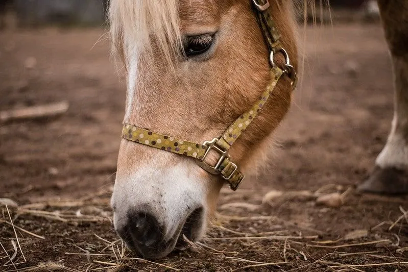 Un cavallo marrone chiaro che si china per mangiare il fieno da terra.