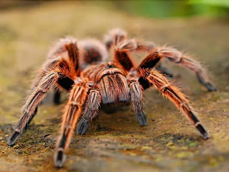 Hercules Baboon Spider: 21 faktas, kurio nepatikėsite!