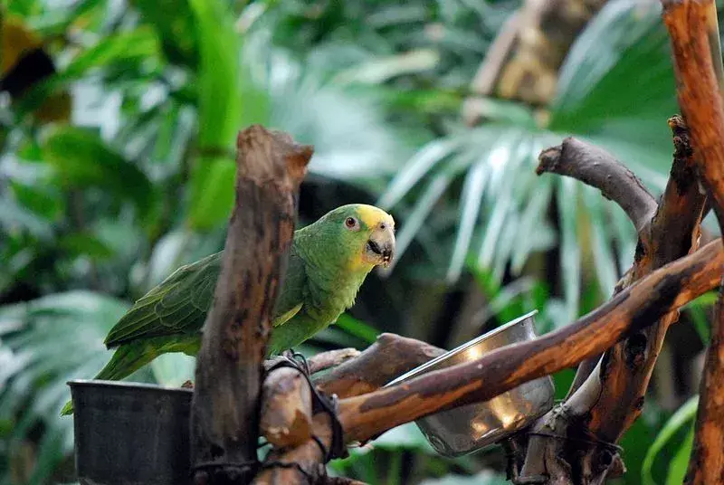 17 činjenica zadivljujućih krila o Amazonu s žutom krunom
