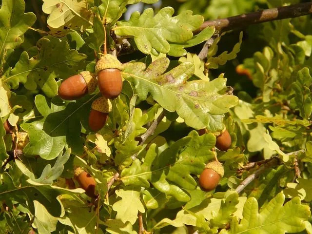 Ekollon finner ett speciellt omnämnande i engelska ekträdsfakta för att vara ekens frukt.