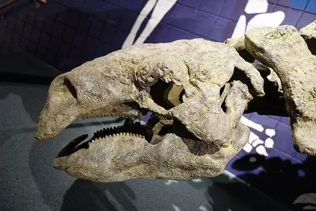 Skelettstruktur av skallen av utgrävda dinosaurie Peloroplites