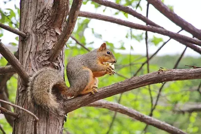 Østreveekorn elsker å tilbringe tid på trær med nøtter.