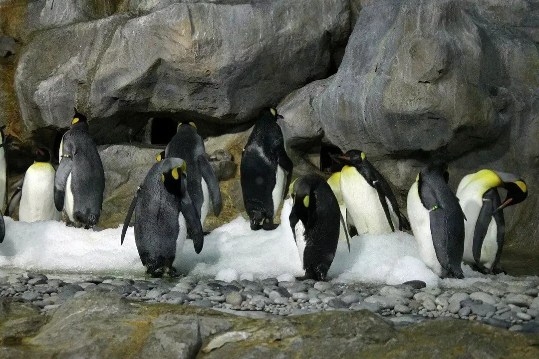 Villpingviner vender tilbake til samme hekkested etter at de har nådd hekkealder.