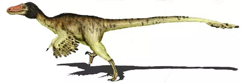 15 Protarchaeopteryx-Fakten, die Sie nie vergessen werden
