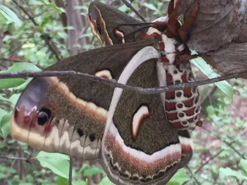 Cecropia Moth: 15 faits que vous ne croirez pas !