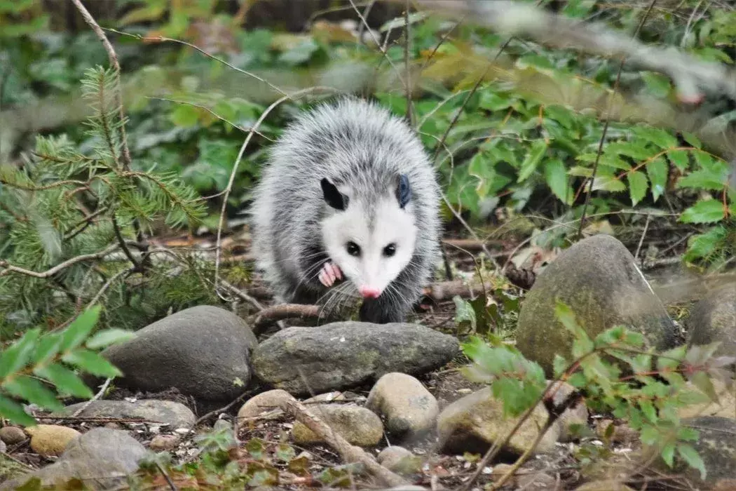Les faits courants sur l'opossum contre l'opossum de Virginie sont intéressants !
