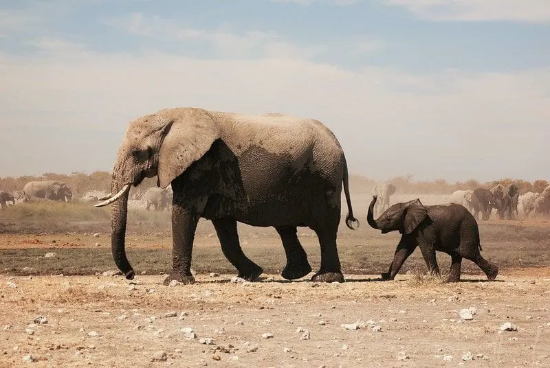 Foreldre og barn afrikanske elefanter som går gjennom ørkenen.