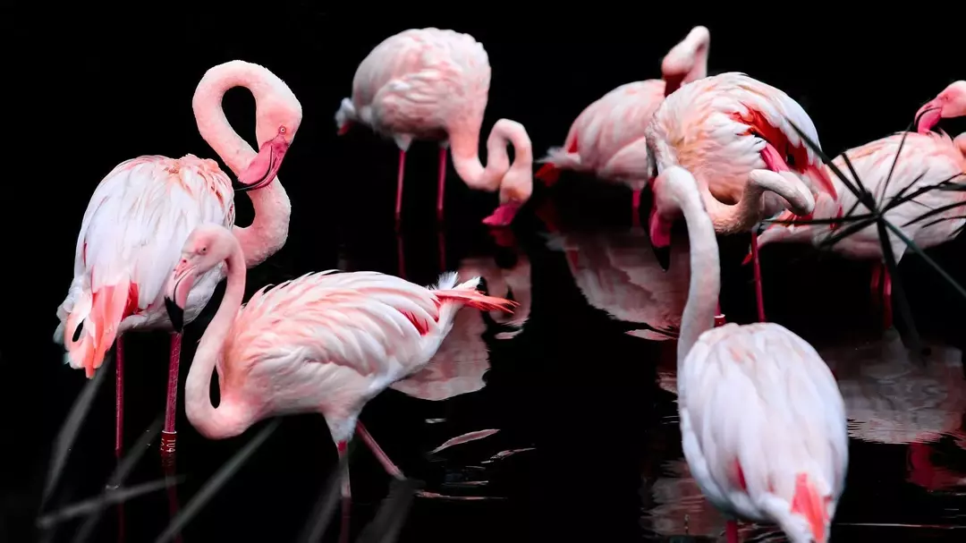 Flamboyante flamingofakta: Hva kalles en gruppe flamingoer?
