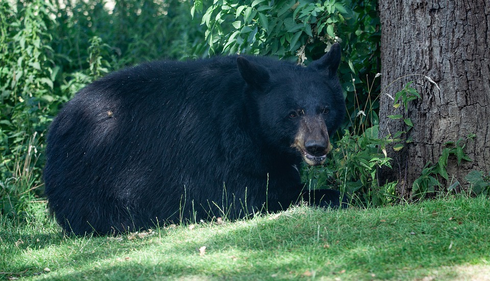 Ali si vedel? Neverjetna dejstva o severnoameriškem črnem medvedu