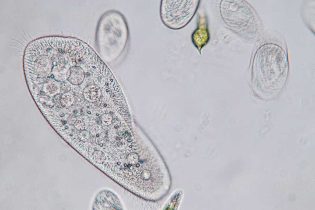 Paramecium caudatum เป็นสกุลของโปรโตซัวที่มีเซลล์เดียวและแบคทีเรีย