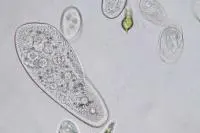 Paramecium Facts Читайте об этом представителе группы инфузорий