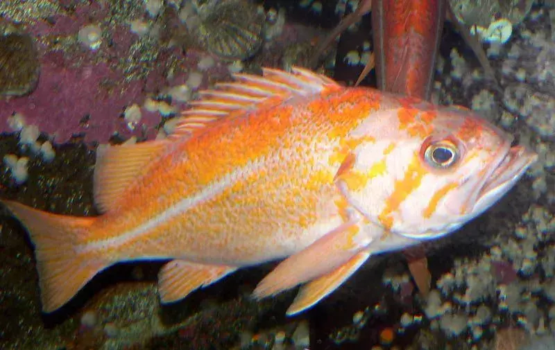 15 Fin-tastic Facts About The Canary Rockfish for Kids