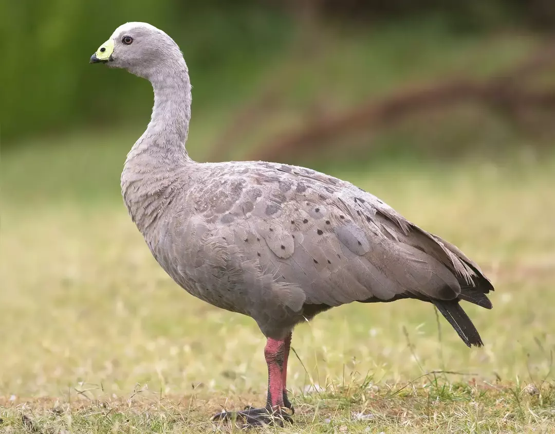 17 Amaze-wing fakta om Cape Barren Goose for Kids