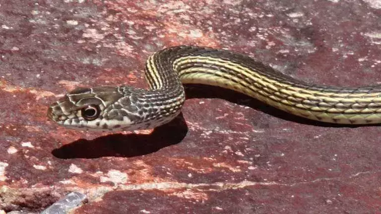 Раирана камшикова змия: 17 факта, на които няма да повярвате!