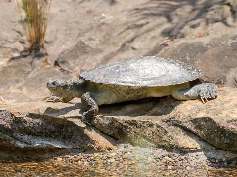 Цікаві факти про черепаху річки Мері для дітей