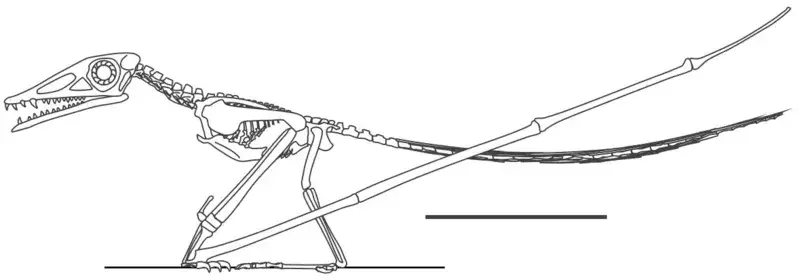 Camplylognathoides havde små fødder og korte ben!
