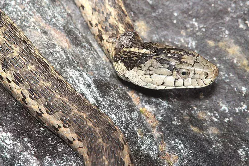Vodní podvazkový had: 15 faktů, kterým nebudete věřit!