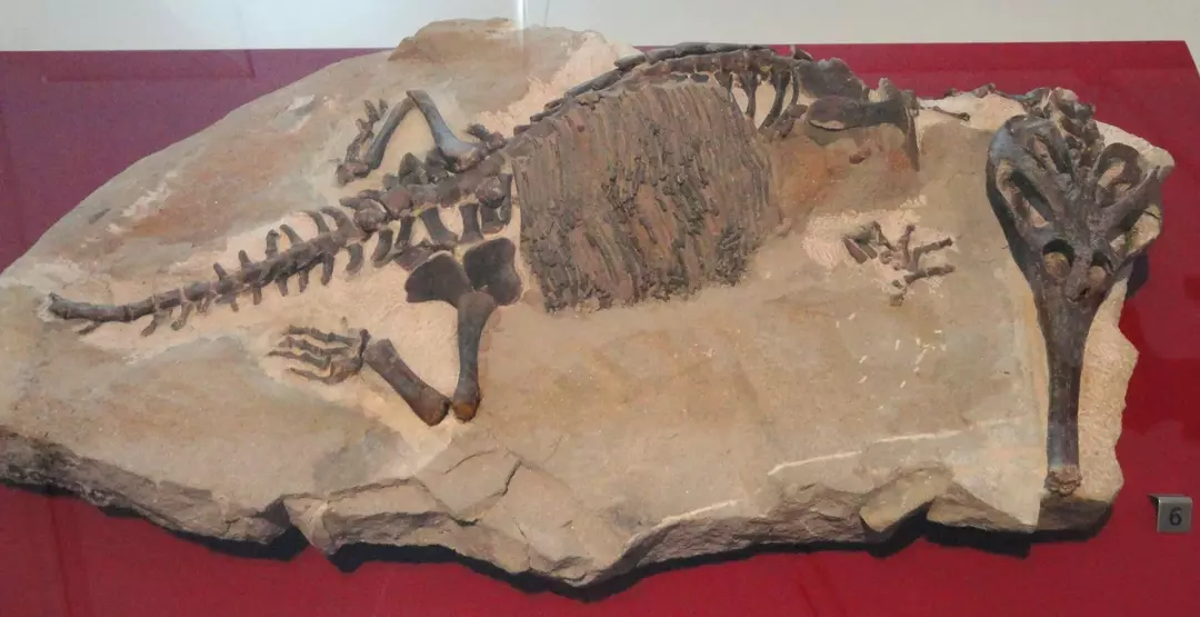 17 Champsosaurus-fakta du aldri vil glemme