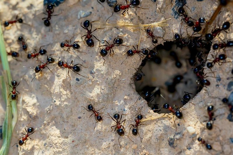 Masa Hidup yang Indah Berapa Lama Semut Hidup Mereka Semut Perman