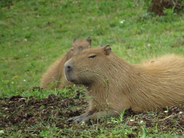 Morsomme Capybara-fakta for barn