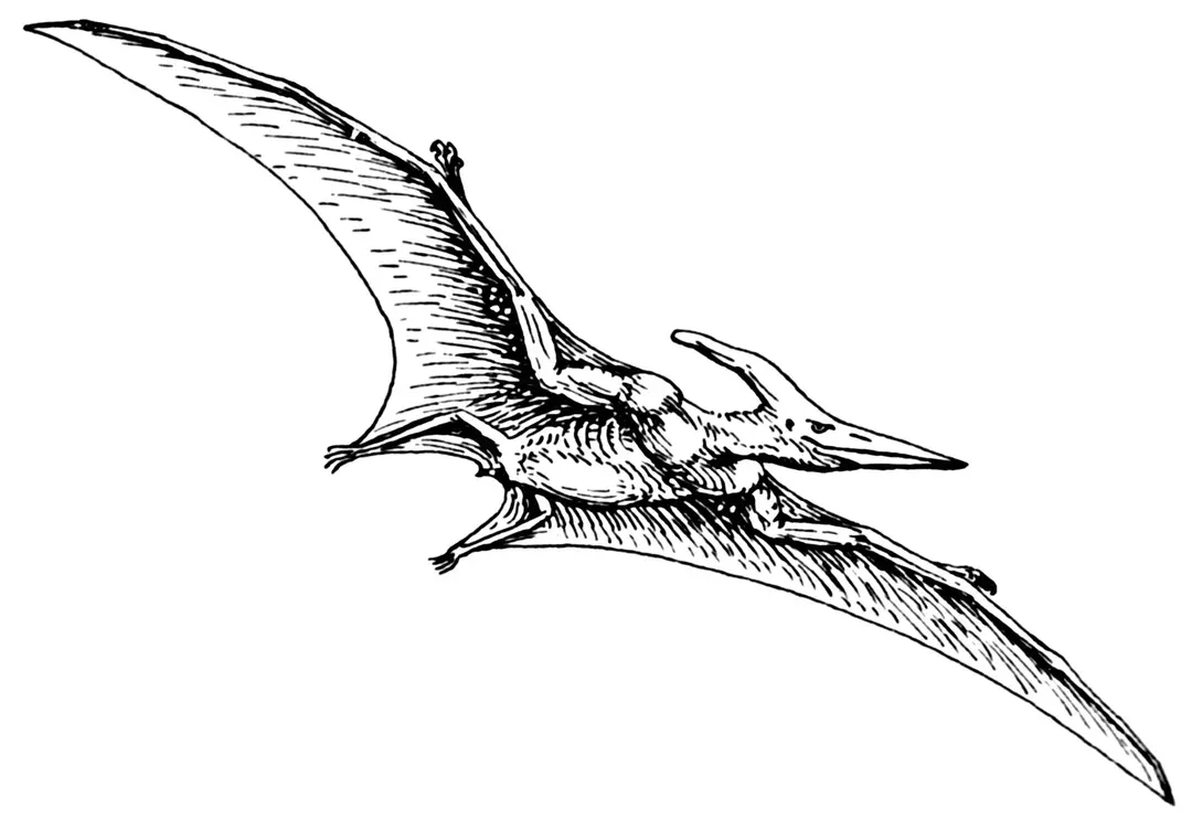 19 činjenica zadivljujućih krila o pterodaktilu za djecu
