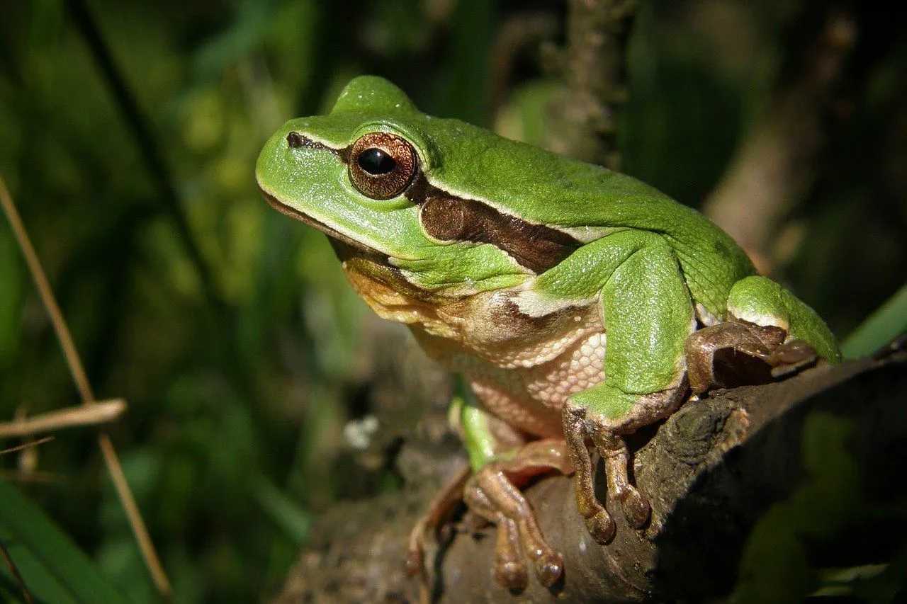 Анатомија и физиологија жабе Сазнајте више о свим деловима жабе