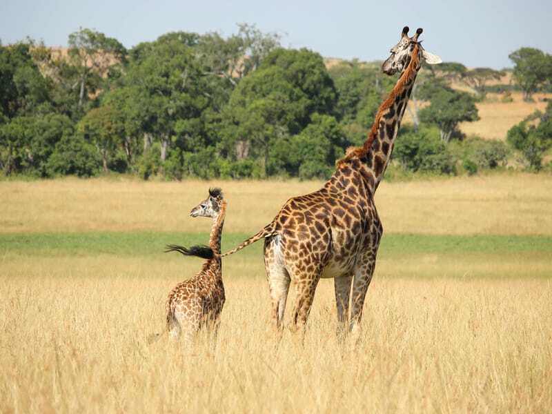 Morsomme Masai Giraffe Fakta for barn
