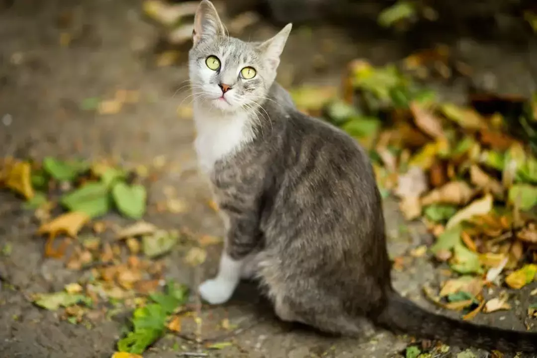 Kan katter ha bringebær? Bærsikkerhetsfakta for din lodne kattedyr