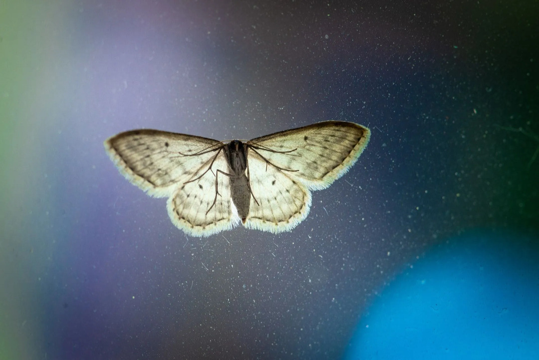 A világ legnagyobb lepke Atlaszmoly rovarokkal kapcsolatos tények gyerekeknek