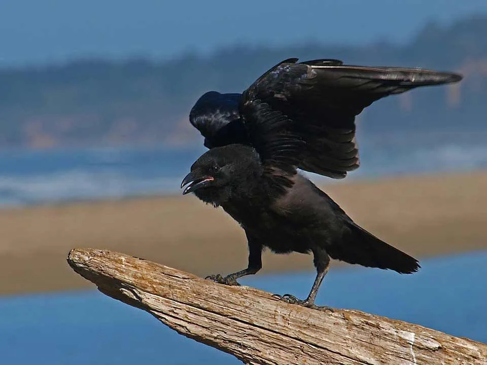 Ci sono molti corvi che assomigliano al corvo hawaiano, ma questo uccello è noto per il suo becco più spesso e le piume più scivolose.