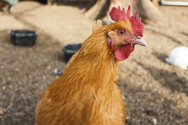 Kan kyllinger spise løk? Finn ut om de er trygge å mate fuglen din
