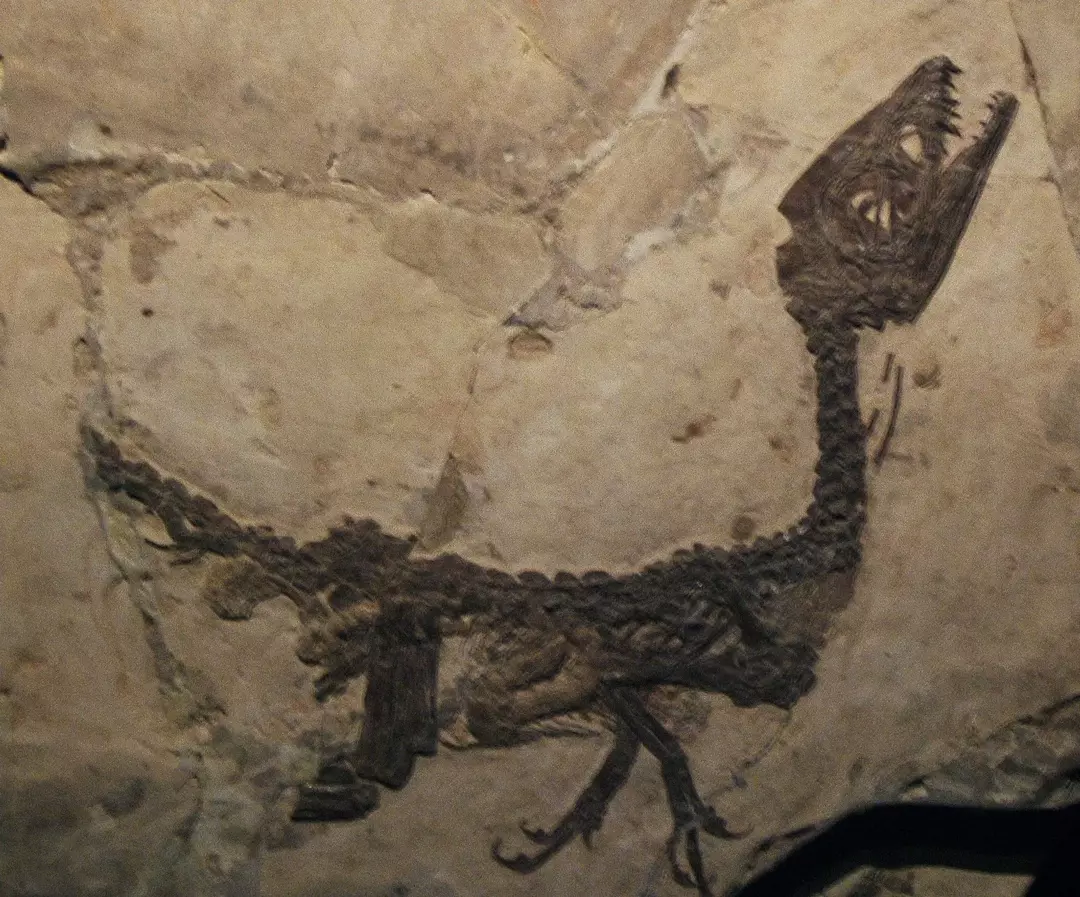19 Dino-mite Scipionyx činjenica koje će se svidjeti djeci