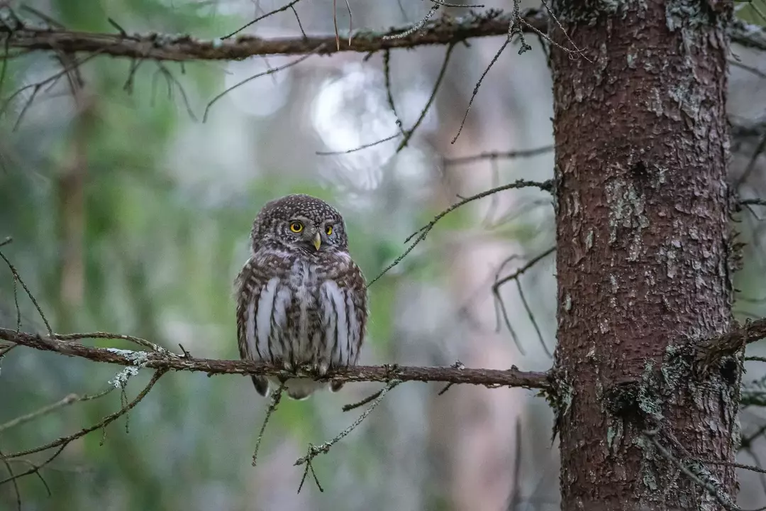 Tamaulipas Pygmy Owl: 15 faktov, ktorým nebudete veriť!