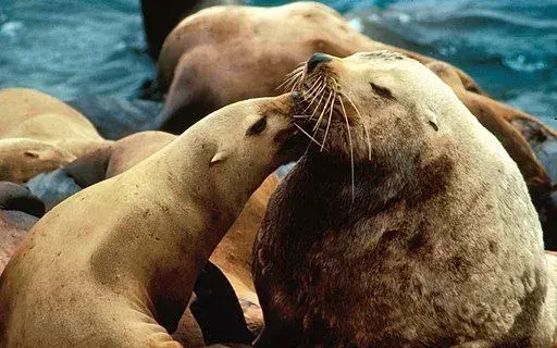Steller Sea Lion: 21 faktów, w które nie uwierzysz!