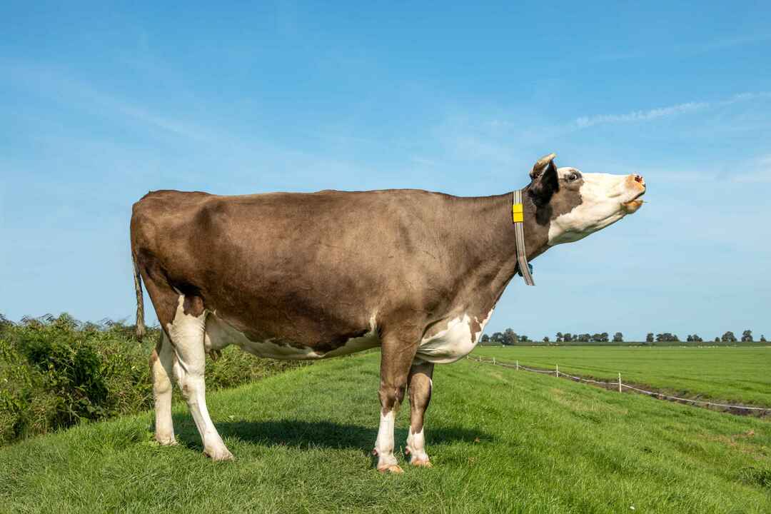 Колико дуго краве живе Важне чињенице о фарми за децу