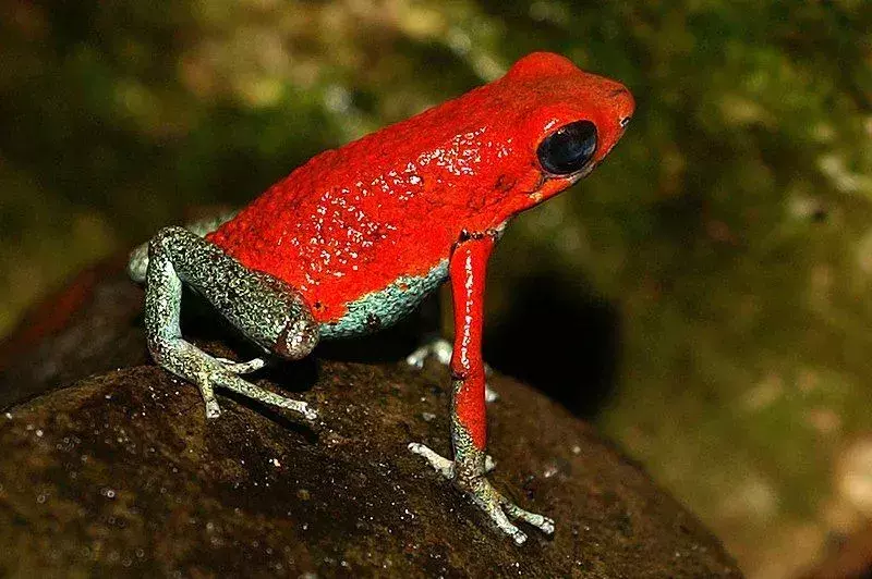 Jedovatá žába granulovaná má velmi živé jasně oranžové tělo s modrozelenýma nohama a pažemi.