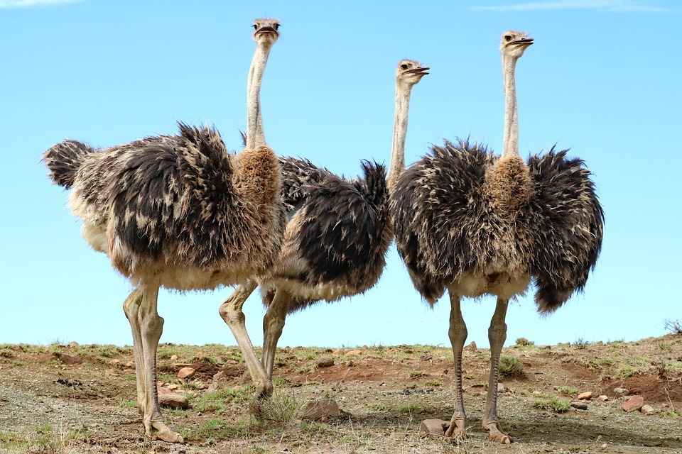 Uma avestruz é um animal terrestre e tem pernas longas com dois dedos.