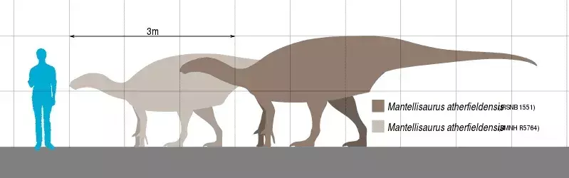 Bu dinozor ailesinin çok küçük kolları ve arka bacakları vardı.