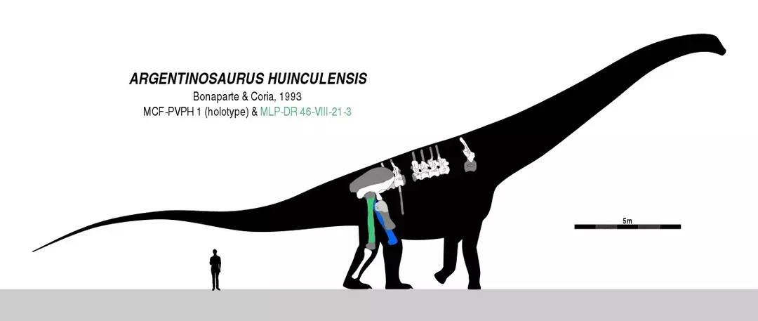 17 עובדות ארגנטינוזאורוס שואגות שילדים יאהבו