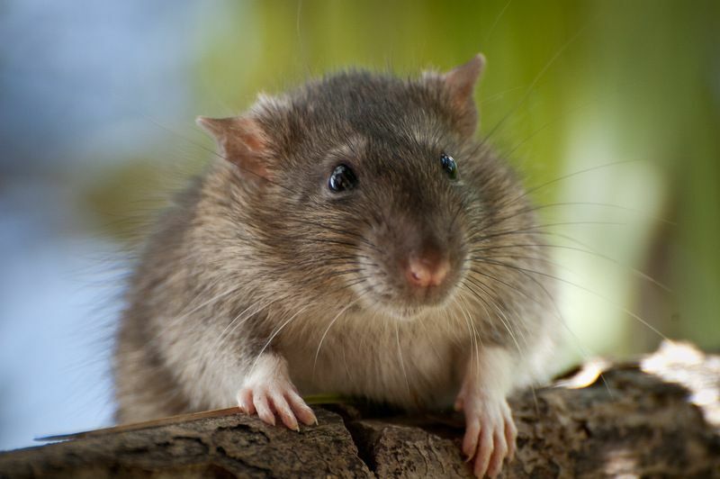 Trattamento dei sintomi del morso di topo e fatti che dovresti sapere