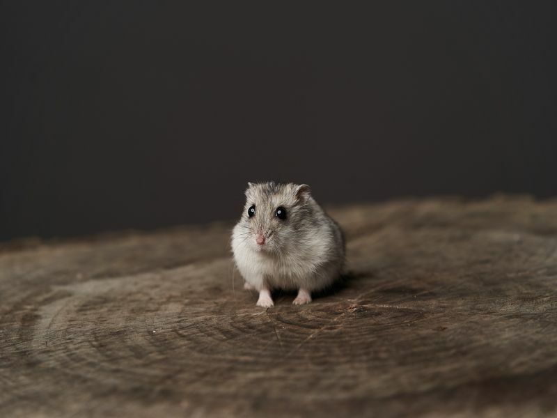 Cüce Hamsterler Ne Kadar Yaşar Evcil Hayvanınızın Güzelleşmesine Yardımcı Olacak En İyi İpuçları