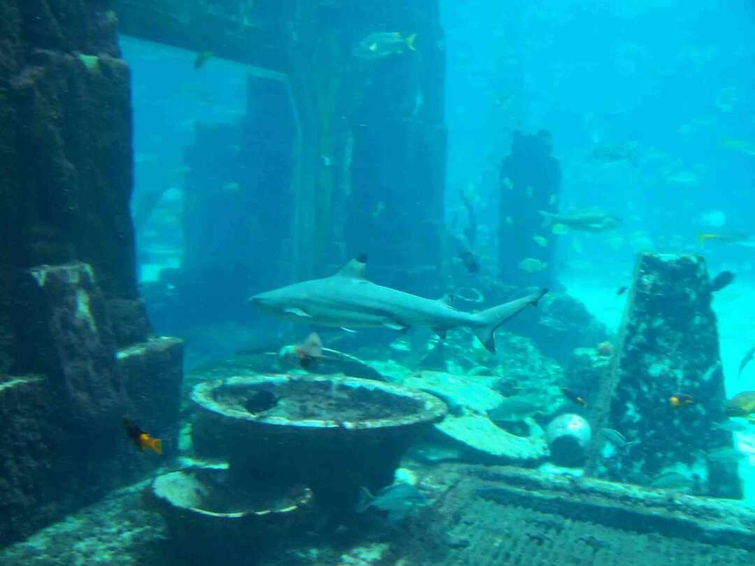 Les faits d'Atlantis qui vous feront partir à la recherche de la cité perdue
