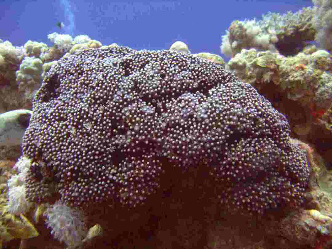 Linksmi vargonų vamzdžių koralų faktai vaikams