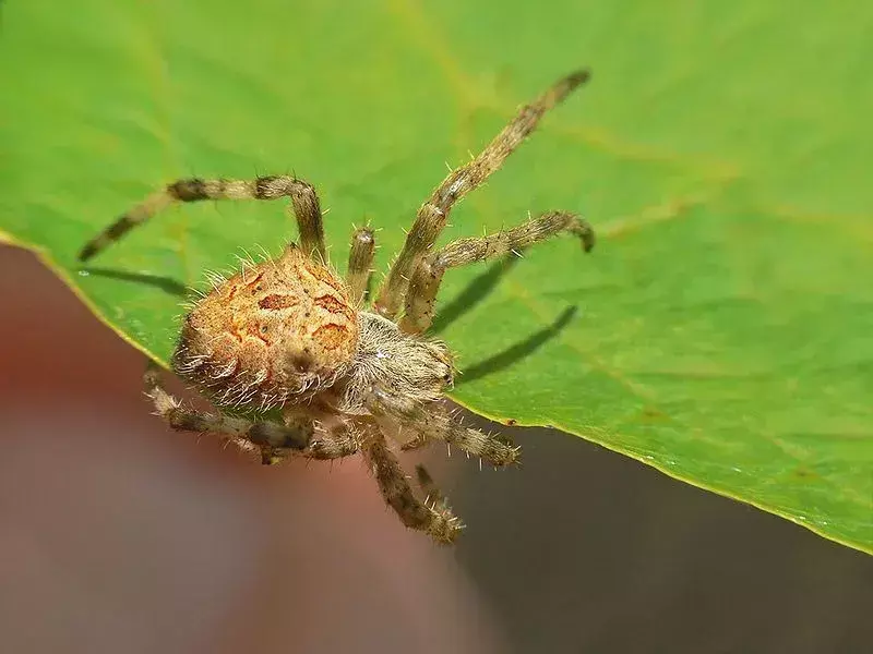 Garden Orb Weaver Spider: 21 dejstev, ki jim ne boste verjeli!