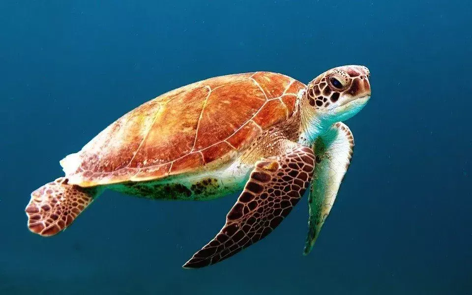 Merikilpikonna: 15 faktaa, joita et usko!